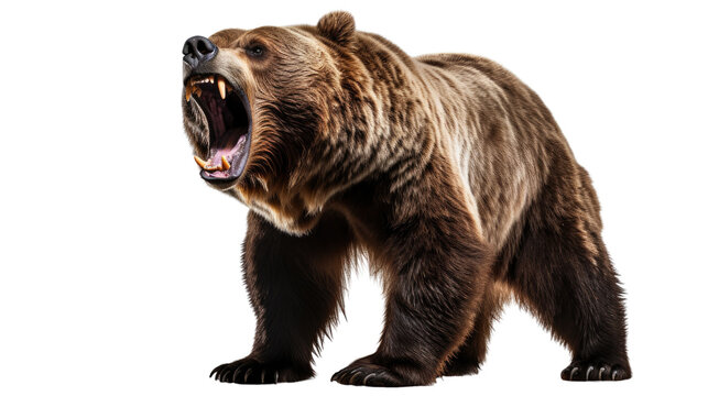 brown bear isolated on transparent