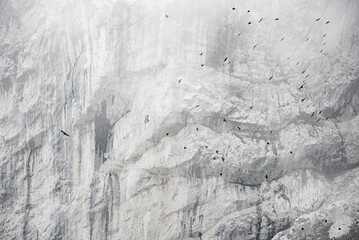 V&ouml;gel vor Felswand