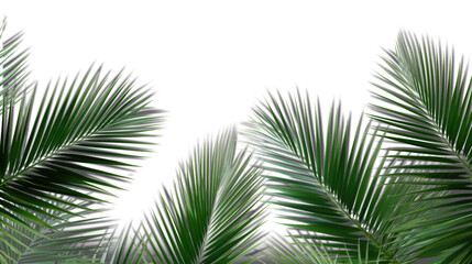Fototapeta premium Palm branches in the corners, tropical plants decoration elements