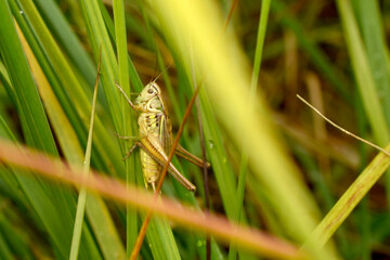 A green grasshopper sits on a grass stem.