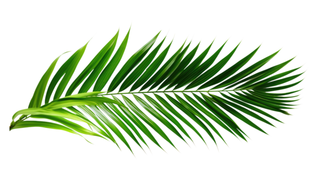 Palm branches in the corners, tropical plants decoration elements