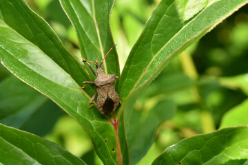 A beetle beetle sits on a leaf of a bush.