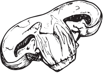 A piece of champignon mushroom, hand-drawn black and white graphics, converted to vector. Illustration isolated for printing on fabric, packaging, prints, stickers, posters, cards