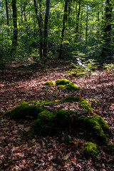 Obraz premium foret
