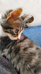 Naklejka na ściany i meble Gray fluffy domestic kitten with yellow-green eyes. Pets.