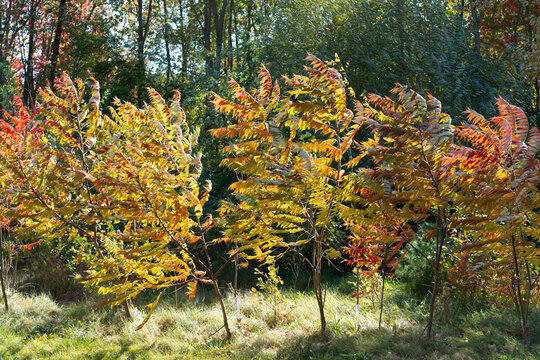 autumn staghorn sumac shrubs in the park