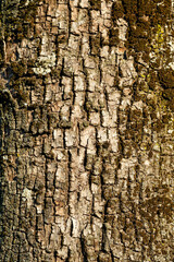 tree bark brush photoshop background