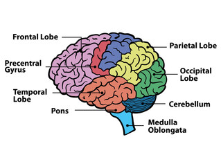 This vector human brain diagram provides an accurate and detailed representation of the brain's anatomy. Created with precision and attention to detail.