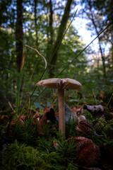 champignon dans la nature