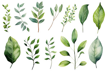 Set of Watercolor Tropical spring green leaves elements set isolated on transparent background, bouquets greeting or wedding card invitation, decoration clip art mock up.