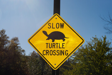 slow turtle crossing
