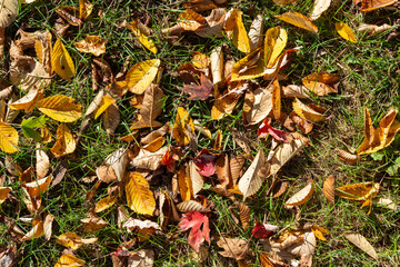autumn leaves on the grass