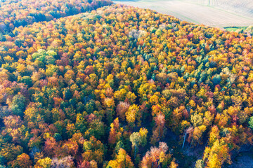 Fototapeta premium Aerial view of the autumn-colored forest in Taunus/Germany on a sunny day