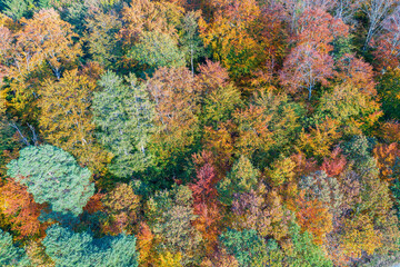 Aerial view of the autumn-colored forest in Taunus/Germany on a sunny day