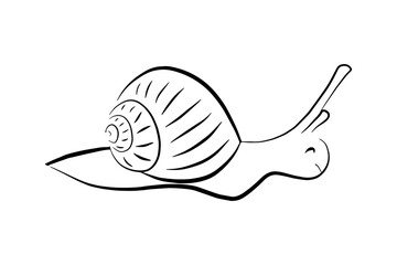 Doodle hand drawn linear snail icon isolated on white background. Simple animal sign.