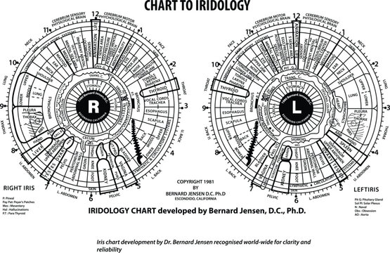Iridology Chart by Dr. Bernard Jensen, A high-quality vector file