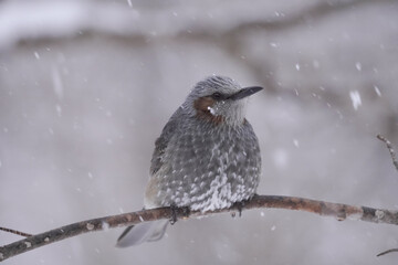 ヒヨドリ　日本の野鳥