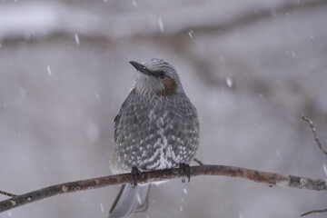 ヒヨドリ　日本の野鳥