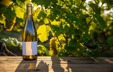 Boutielle de vin blanc au milieu des vignes en automne avec une étiquette blanche pour vos mockup.