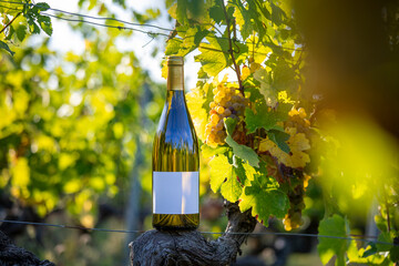 Boutielle de vin blanc au milieu des vignes en automne avec une étiquette blanche pour vos mockup.