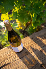 Boutielle de vin blanc au milieu des vignes en automne avec une étiquette blanche pour vos mockup.