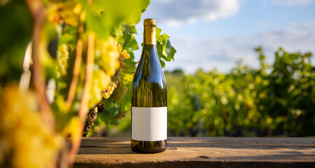 Boutielle de vin blanc au milieu des vignes en automne avec une étiquette blanche pour vos mockup. - 668702668