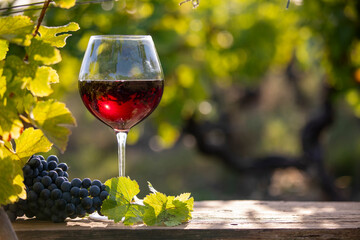 Verre de vin rouge et grappe de raisin noir dans les vignes. - 668702699