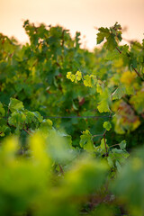 Paysage de vigne et vignoble sous le soleil d'automne. - 668703052