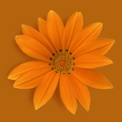 Elegant flower photo on orange background
