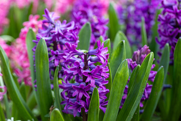 Obraz premium Large flower bed with multi-colored hyacinths, traditional easter flowers, flower background, easter spring background. Close up macro photo, selective focus. Ideal for greeting festive postcard.