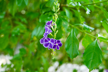 Duranta, pigeon berry close up,Pigeon berry or Golden dewdrop in the garden of Tenerife,Canary...
