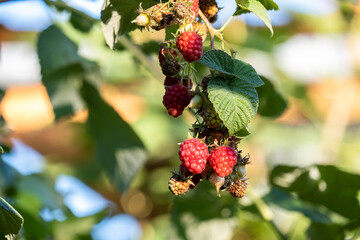 Ripe red raspberries on the branches of a bush in the garden.