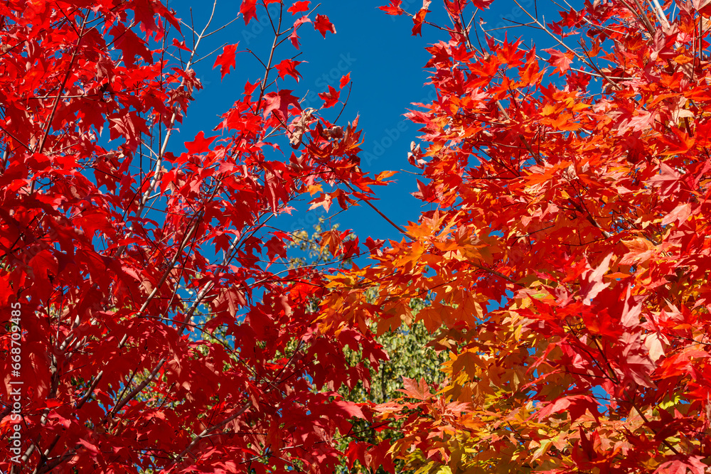 Wall mural deep red maple leaves on a blue sky 