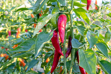 Hot red chili pepper on a bush in the garden.