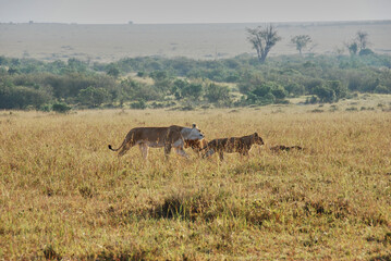Naklejka na ściany i meble Lion pride, Panthera Leo, lionesses and cubs, Maasai Mara.