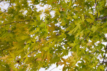 Autumn background. Natural pattern with green and yellow leaves.