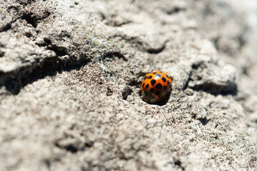 ladybird on the ground