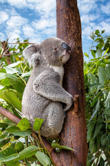 An adult koala, Phascolarctos cinereus, in a eucalyptus tree, Australia. This cute marsupial is endangered in the wild.