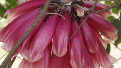 Photo of natural pink flowers with a beautiful background