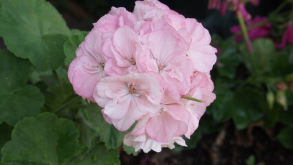 Photo of natural pink flowers with a beautiful background