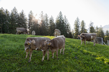 Cows grazing in the Alps pastures, Stoos, Schwyz, Switzerland