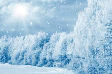 Obraz premium Landscape. Frozen winter forest with snow covered trees.