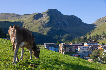 Cows grazing in the Alps pastures, Stoos, Schwyz, Switzerland