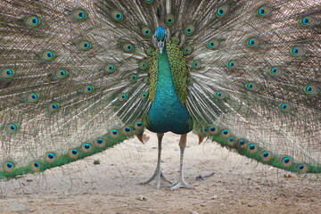 Fototapeta premium Sea Green peacock with feathers