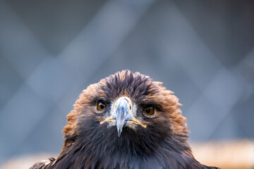 Portrait of a golden eagle.