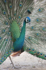 Fototapeta premium Sea Green peacock with feathers