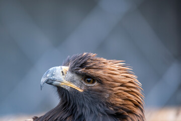 Portrait of a golden eagle.