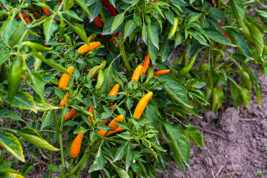 Hot yellow pepper on the bush.