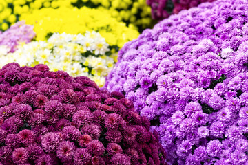 Bouquets of different chrysanthemum flowers for sale in flower shop. Floral background top view.