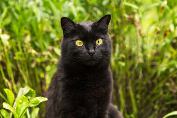 Naklejka na ściany i meble Bombay black cute cat portrait close up in grass garden in nature
